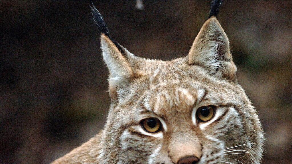 In Oberösterreich hat eine Fotofalle einen Luchs fotografiert.