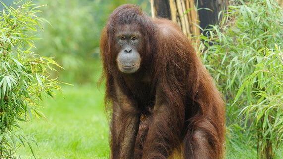 Am Montag ist es im Tiergarten Schönbrunn bei Orang-Utan-Weibchen Sol zu einer Totgeburt gekommen.