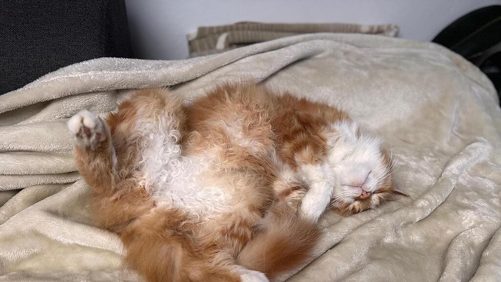 Weltkatzentag 2025