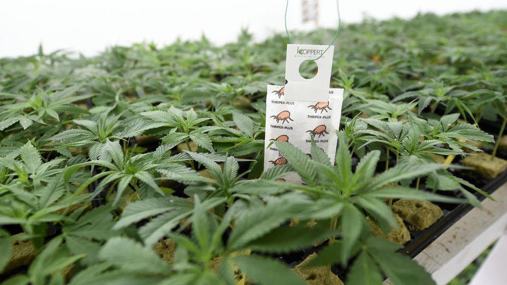 Cannabisaufzucht in Brunn am Gebrige