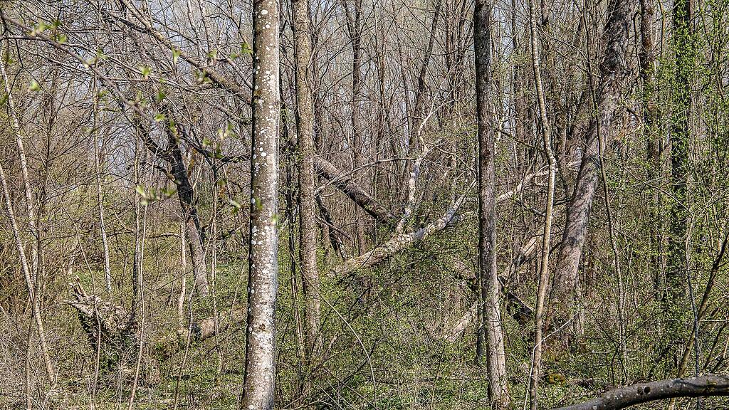 20190401_fmt_schaeden_nach_winterstuerme_mw1-20.jpg