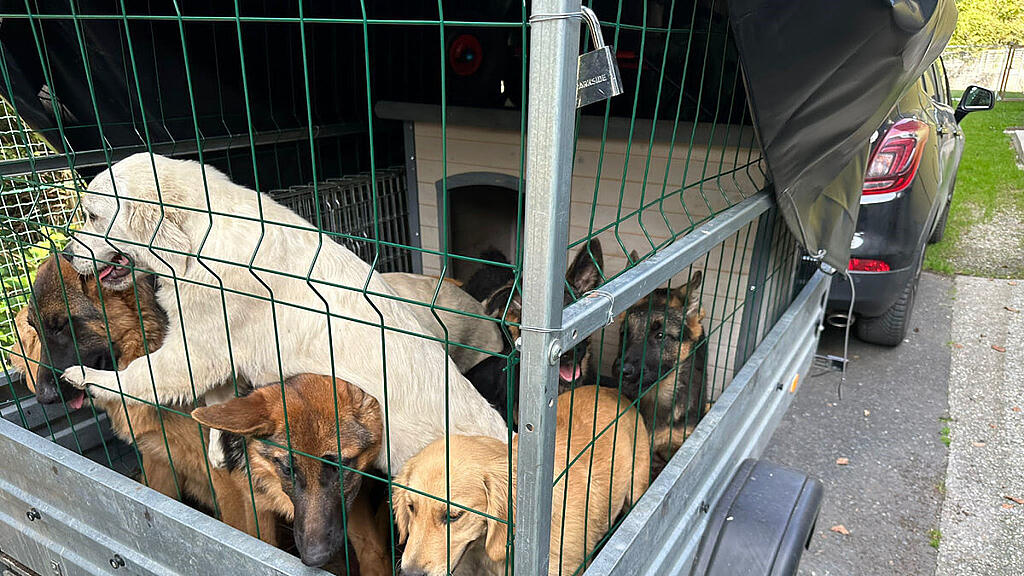 Das ungarische Paar war mit den Hunden auf dem Weg nach Spanien