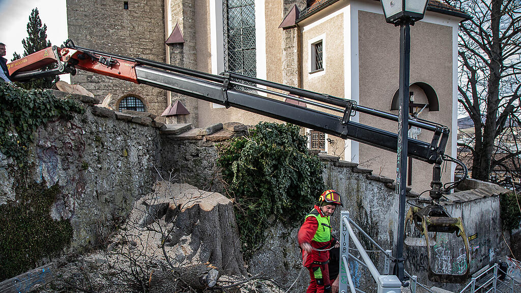 Ahorn-Baum bei Kirche M\u00fclln gef\u00e4llt