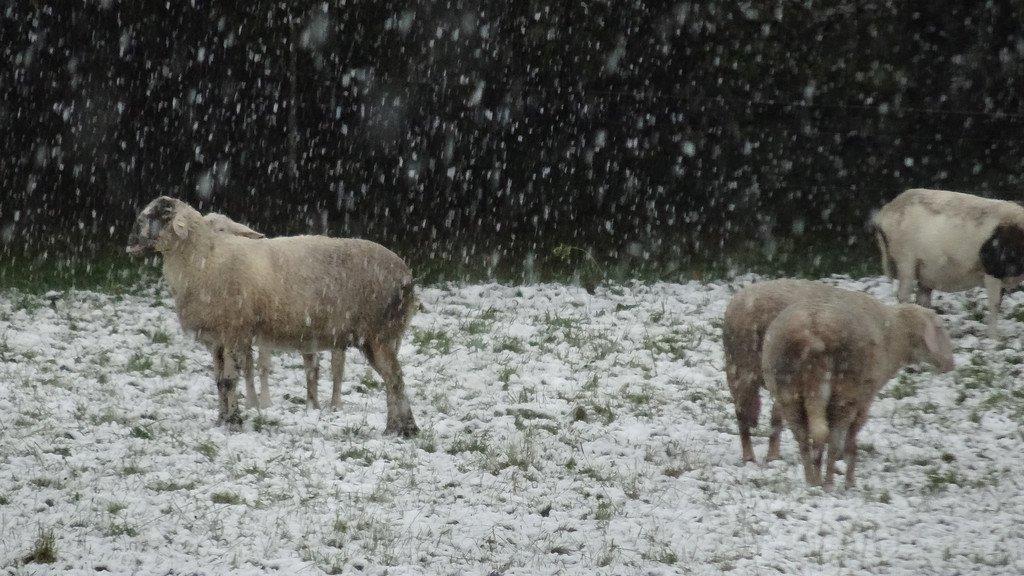 Die ersten Schneebilder der S24.at-User