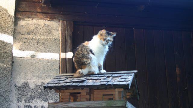 Huber von Goisern in Hallstatt