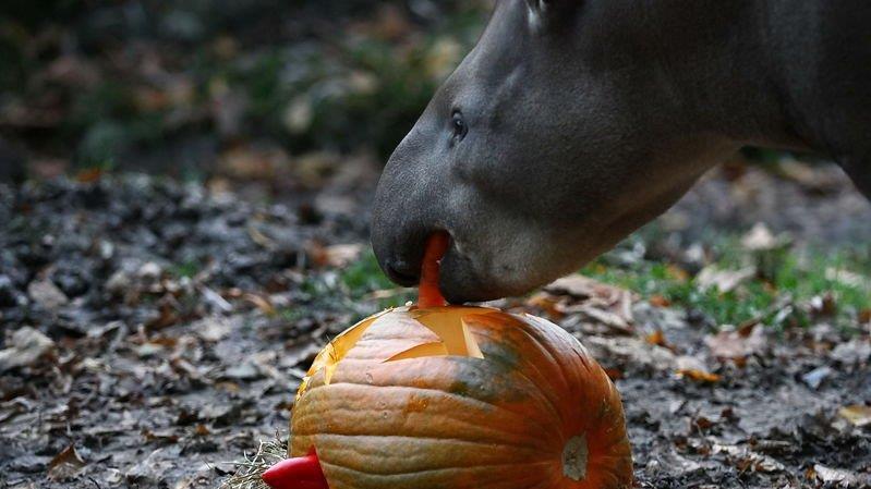 Halloween im Zoo
