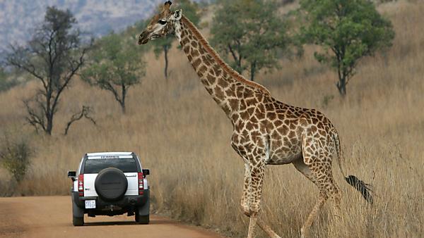 Südafrikanischen Giraffe waren die Augen verbunden
