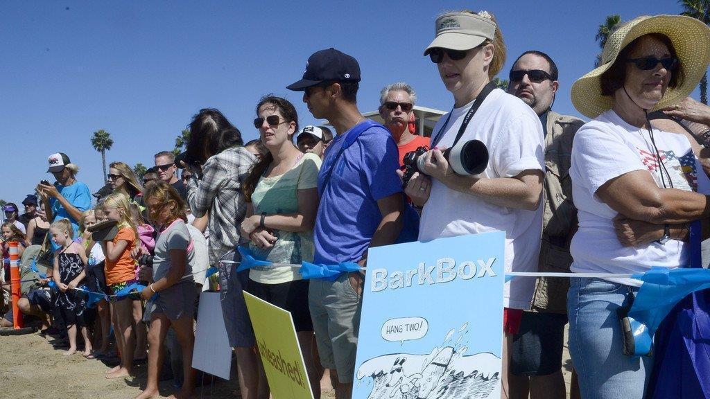 Hundesurfen in Kalifornien