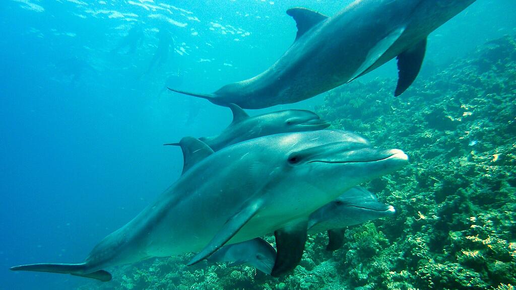 dolphins-g5e705e110_1920.jpg
