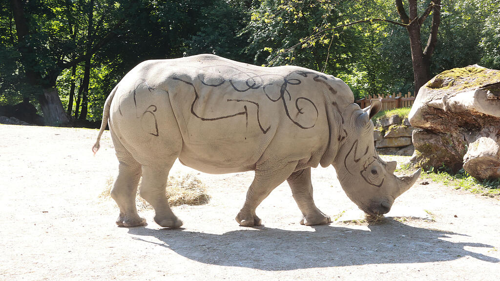 tierpflegerin_zoo20230613065.jpg