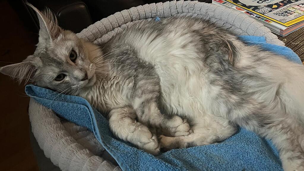 Vermisste Katze Cooper Puch