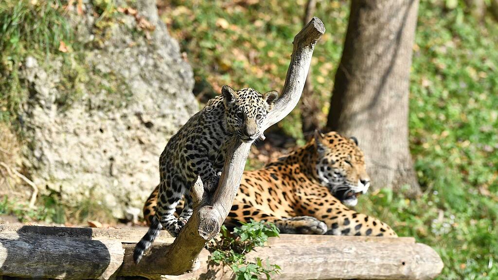 Jaguar-Familienausflug