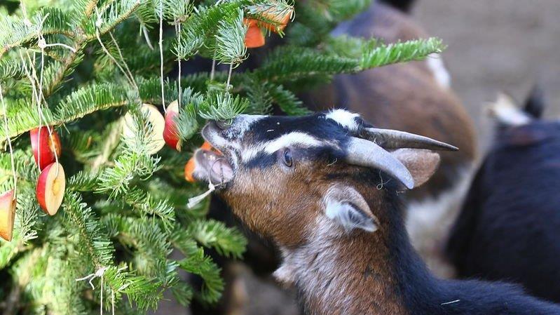 Warten aufs Christkind im Zoo, II