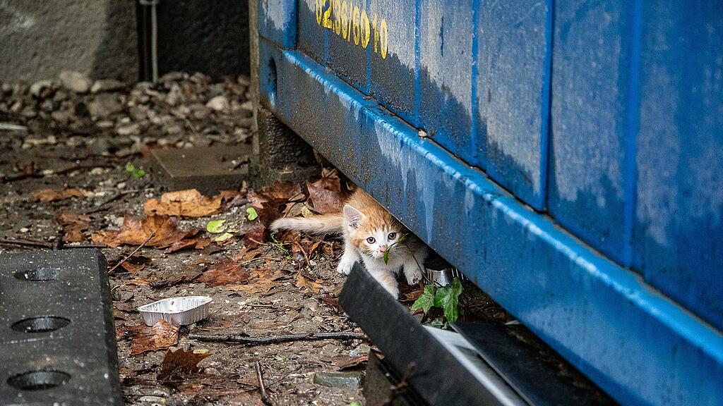 Katzenbabys auf der Parcelsus-Baustelle