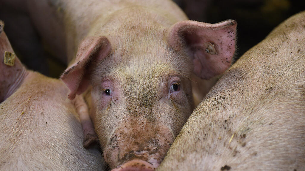 Tierschutz-Latte liegt bei Schweinezucht niedrig