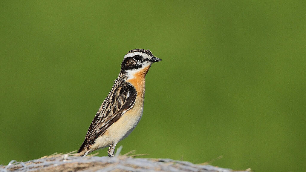 symb_Braunkehlchen ,