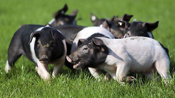 Auch mit Bio-Fleisch unterstützt man diesen tierquälerischen Eingriff