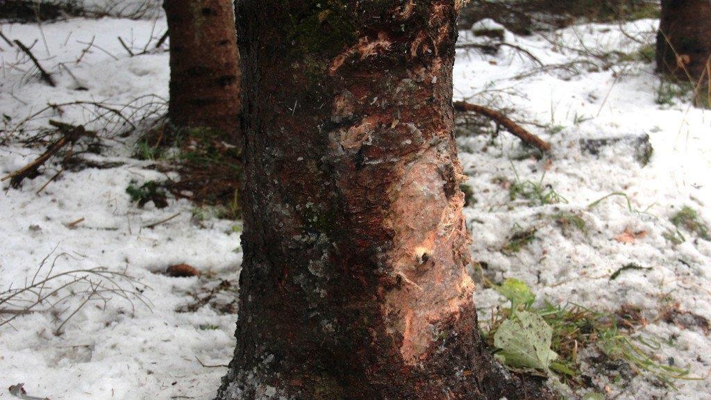 Pkw kracht in Baum
