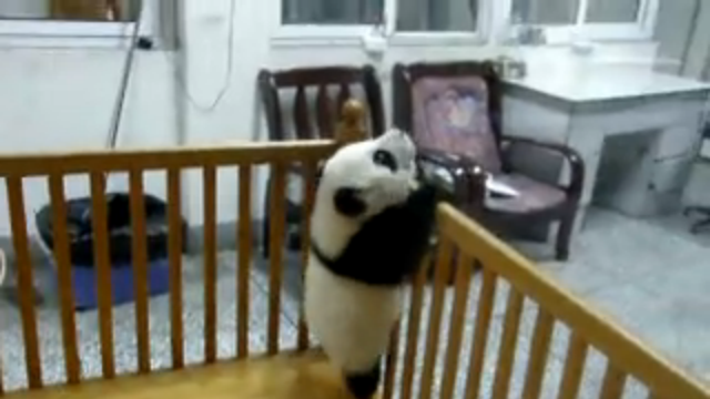 Schafft der Baby-Panda die Flucht?