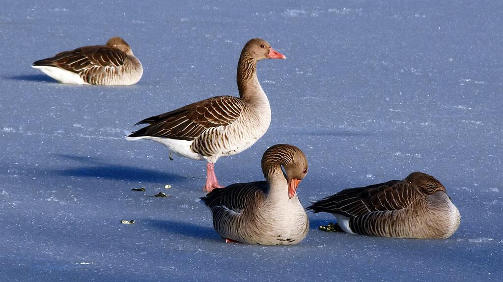 ENTEN