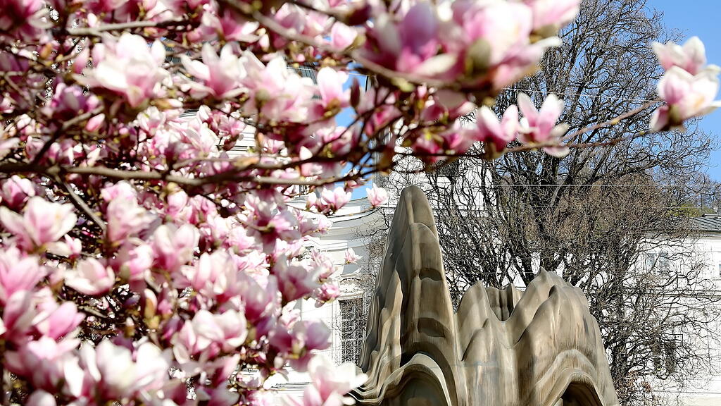 Blühende Magnolien in Salzburg