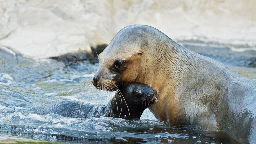 Badespaß im Tiergarten Schönbrunn