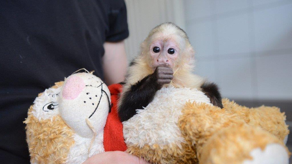 Justin Biebers Affe in Münchner Tierheim