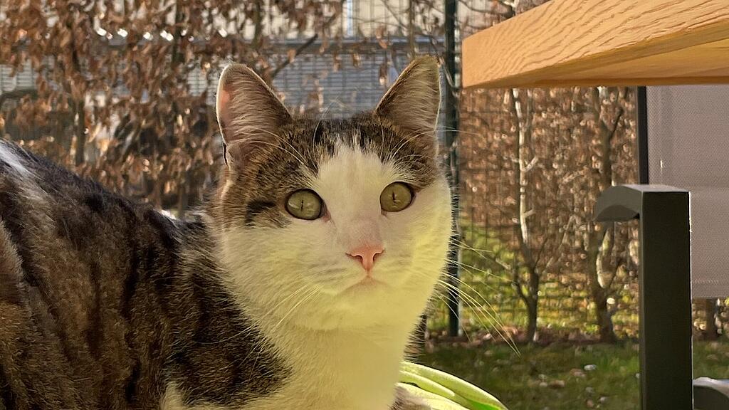 Vermisster Kater "Louis"