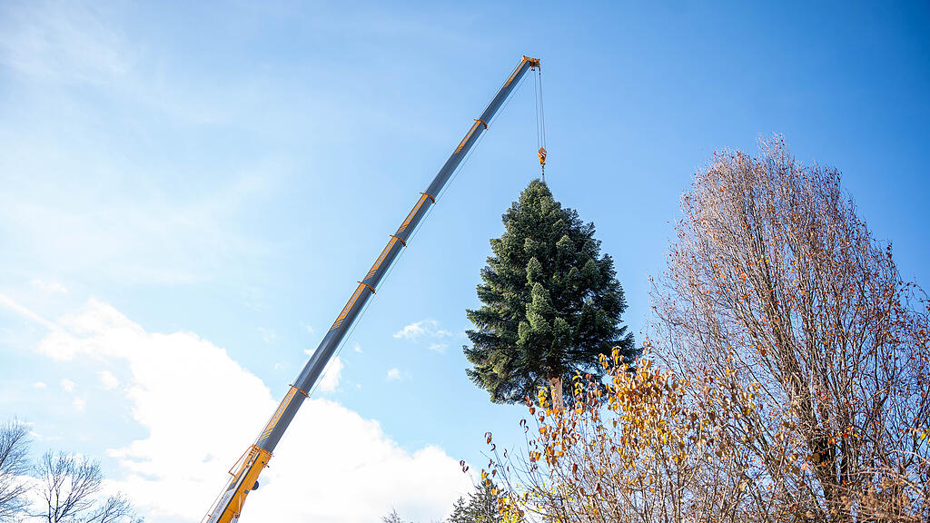 Christbaumernte in St. Jakob am Thurn