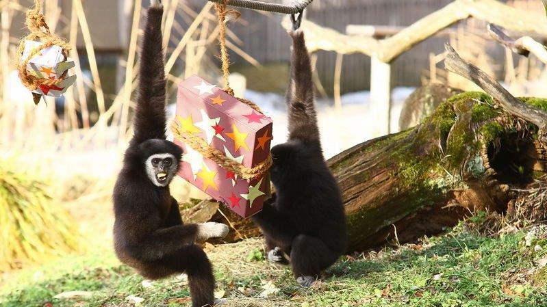 Weihnachten im Zoo