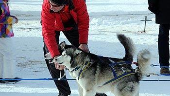 Hundeschlittenrennen in Inzell