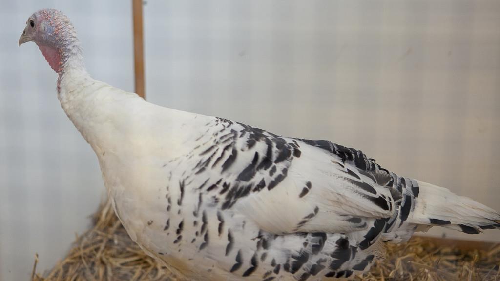 Kleintierausstellung