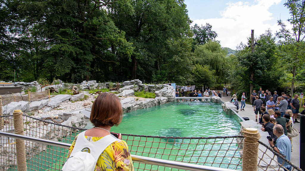 Zoo Salzburg, Brillenpinguine