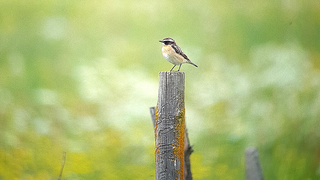 Braunkehlchen Schutz Vogel Lungau