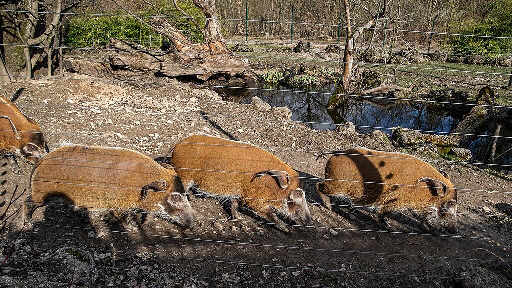 Frühlingserwachen im Zoo