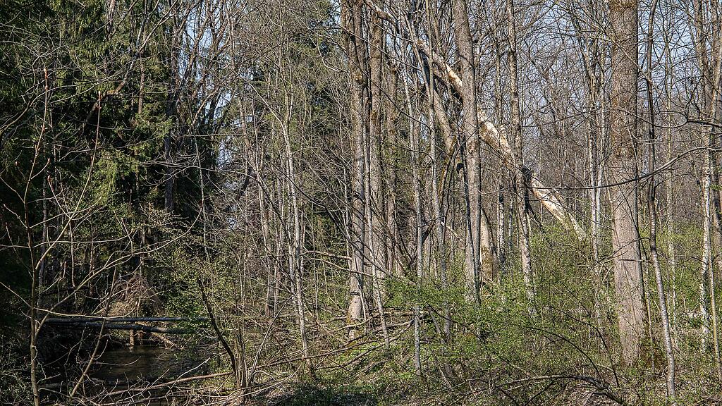20190401_fmt_schaeden_nach_winterstuerme_mw1-1.jpg