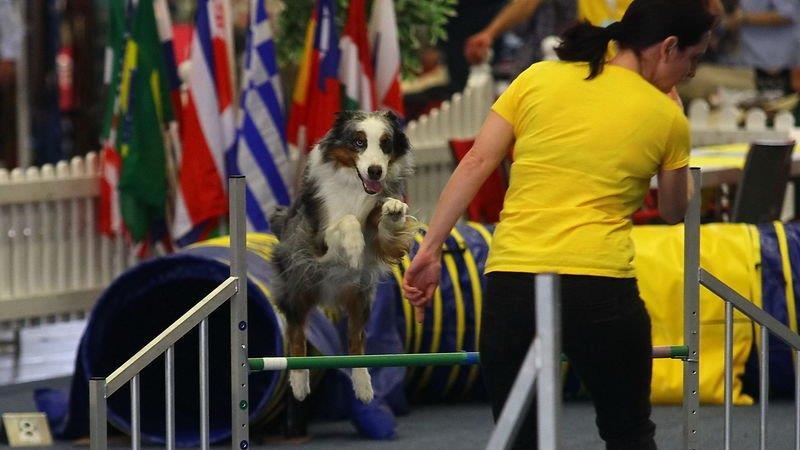 Festival der Hunde