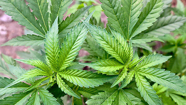 Cannabis enthält mehr als 500 Inhaltsstoffe