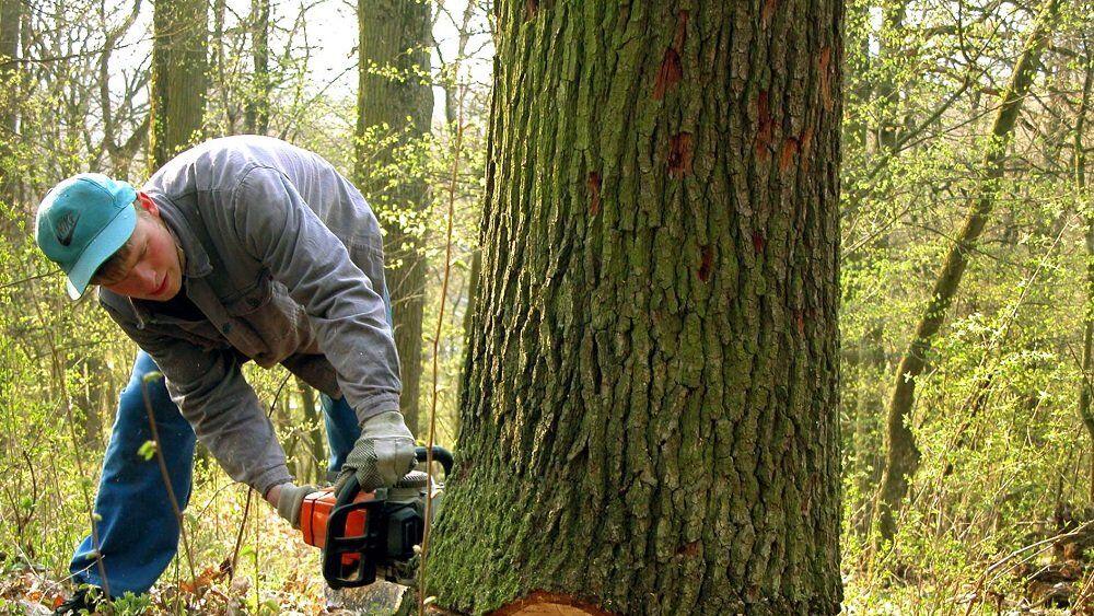 Ein gefällter Baum stürzte auf den Mann.