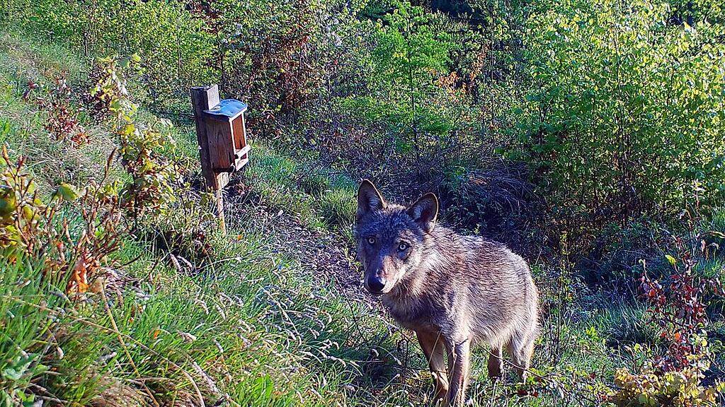 WWF fordert Herdenschutz und mehr Behirtung