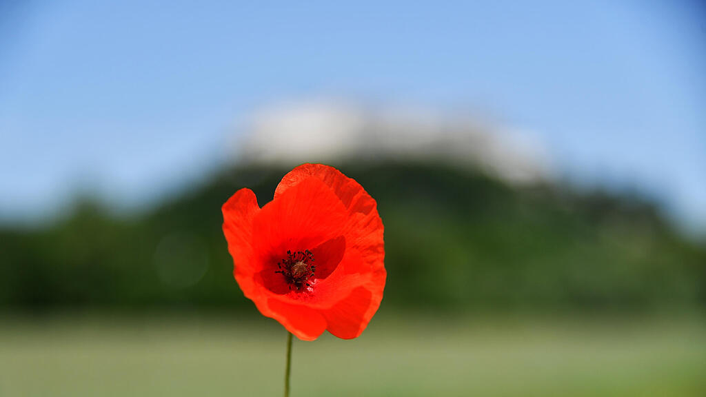 Wetter, Salzburg, Mohnblume, SB