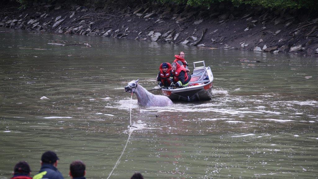 Pferderettung durch die Feuerwehr