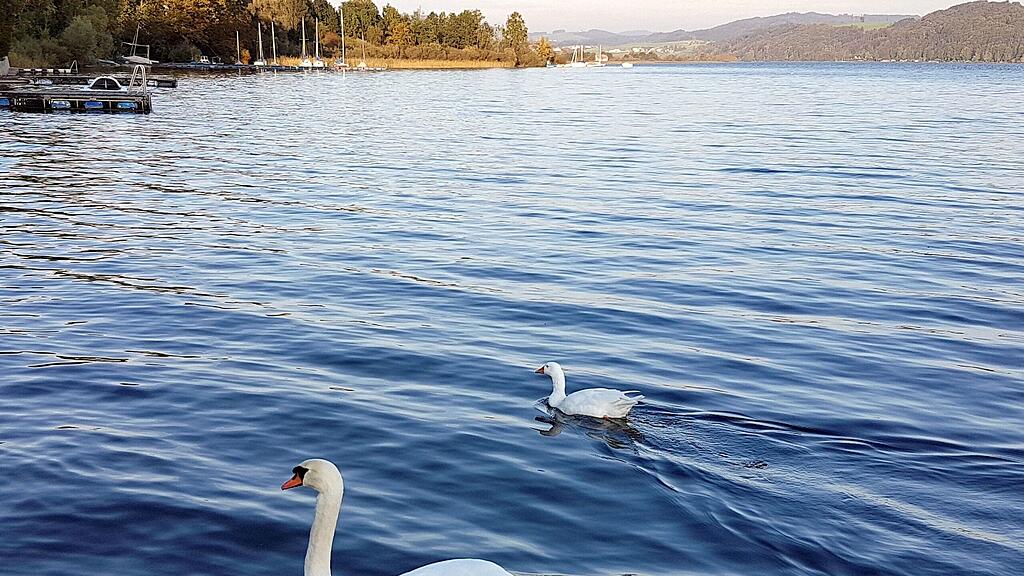 Das ungewöhnliche Paar vom Wallersee.