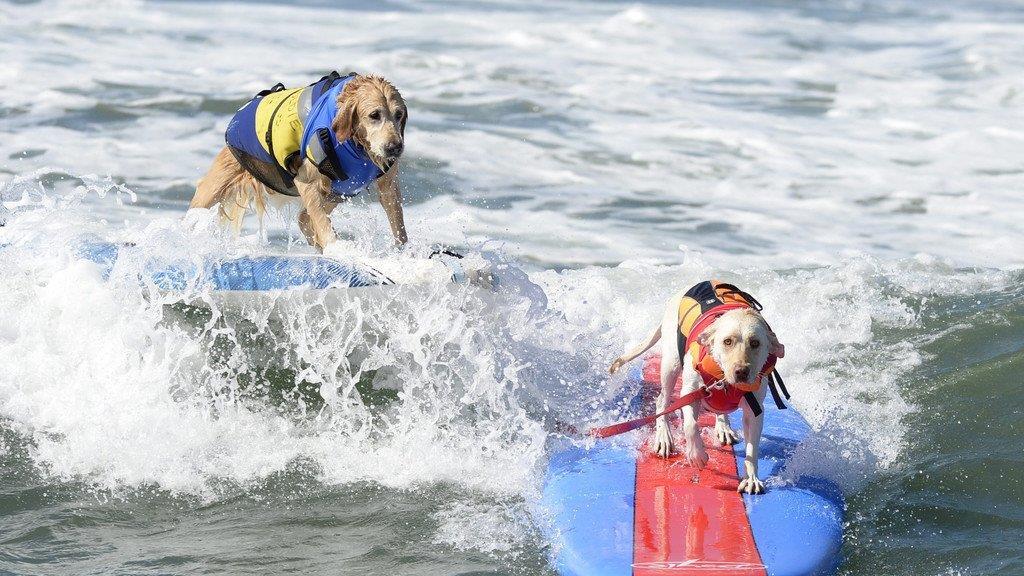 Hundesurfen in Kalifornien