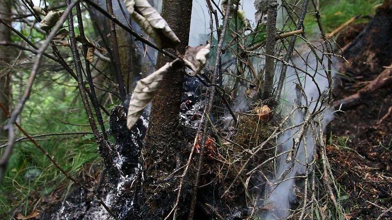 Waldbrand unter Kontrolle