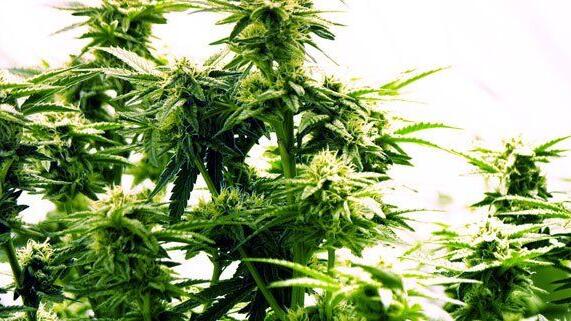 Vier Setzlinge und zehn Gramm Cannabiskraut stellte die Polizei sicher.