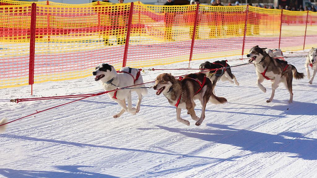26. Schlittenhunderennen