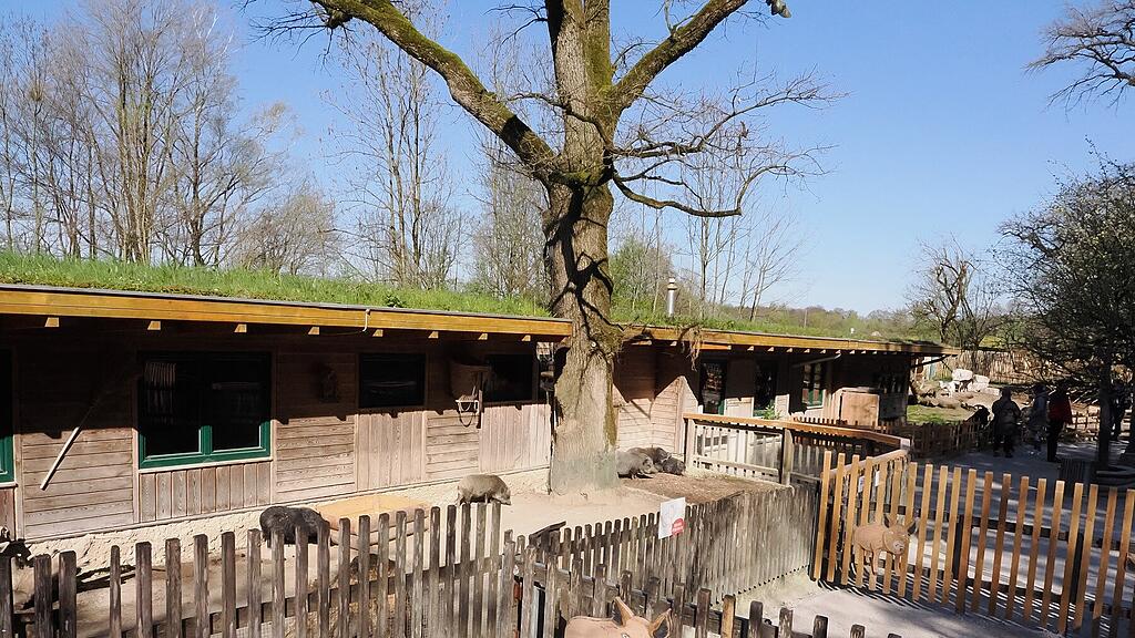 Streichelzoo bleibt ab Freitag geschlossen_c_ZooSBG_Angelika_Köppl (1) low.JPG
