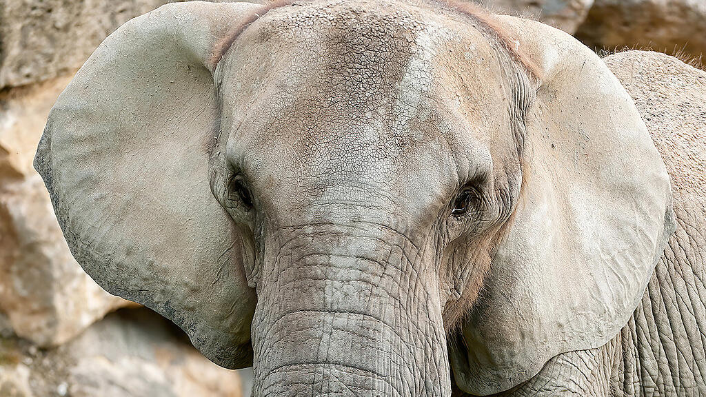 HANDOUT  ELEFANT DRUMBO VOM WIENER TIERGARTEN NACH TSCHECHIEN \u00dcBERSIEDELT =(3).jpg
