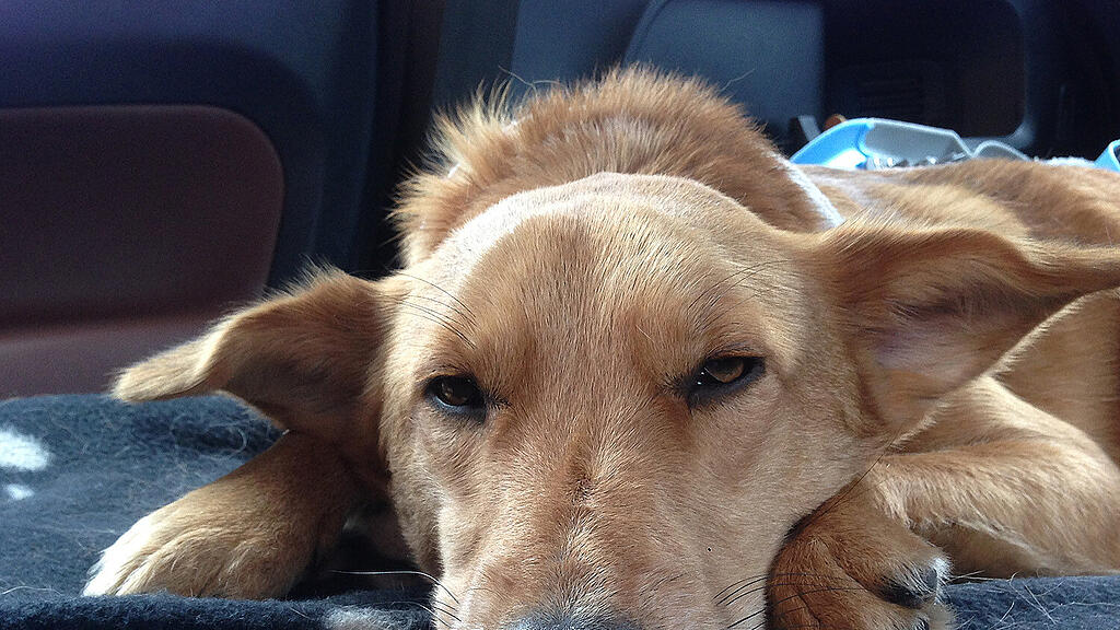 Hund Teddy Schneizlreuth